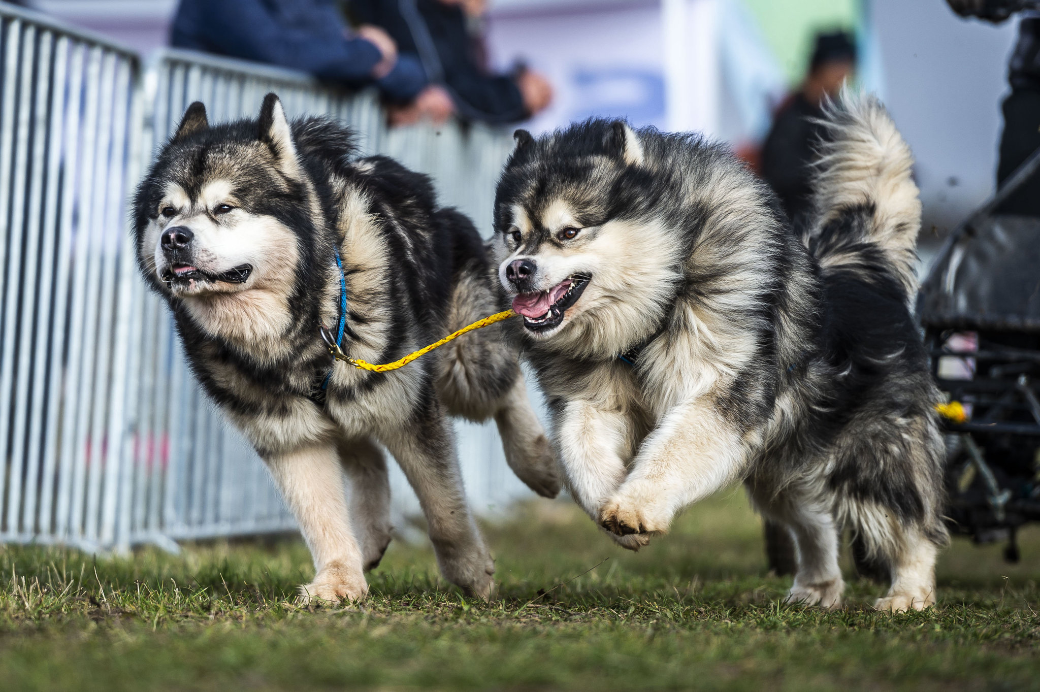 A verseny kifejezetten az FCI törzskönyvvel rendelkező szánhúzókutyák részére lett meghirdetve