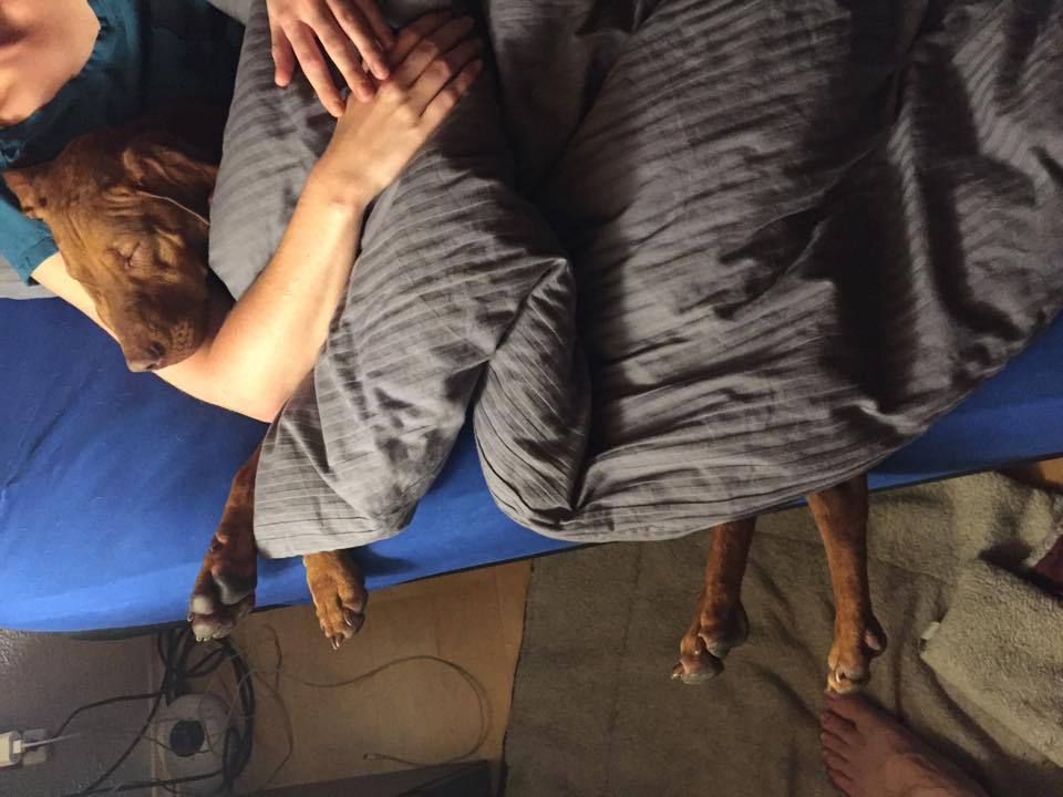 Remény, a vizsla új otthonában