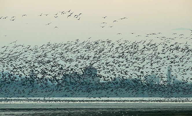 Több tízezer vadlúd tölti a telet Tatán - elsősorban az ő védelmükben született a tűzijátékozást szabályozó rendelet
