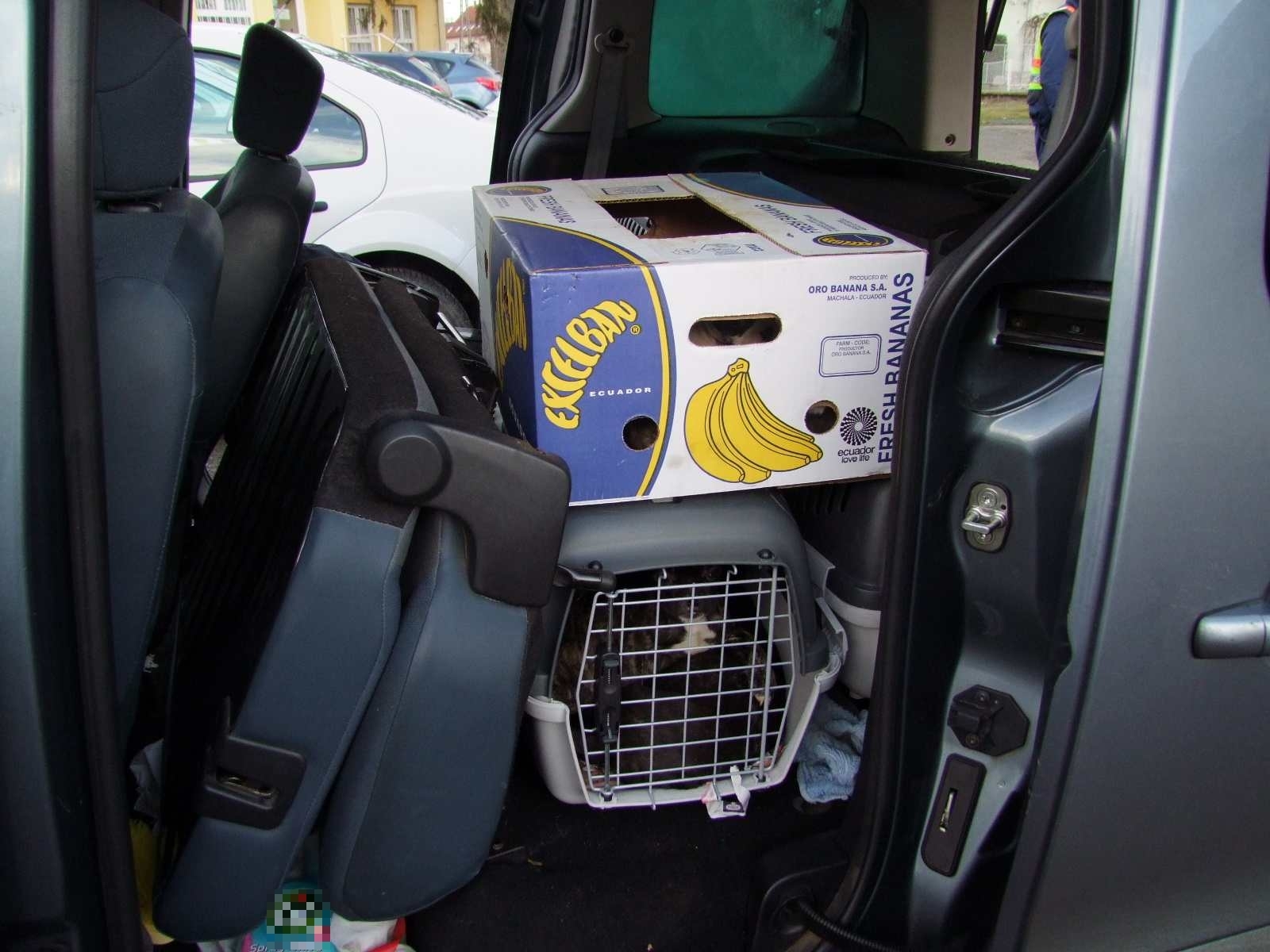 A szállítás körülményei sem voltak ideálisak