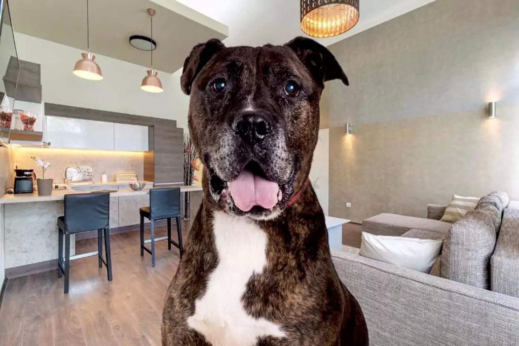 Bandita: 9 éves, erős és játékos, keverék staffordshire terrier