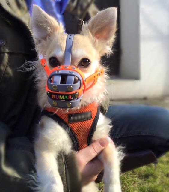 Kistestű kutyáknak is szüksége lehet szájkosárra