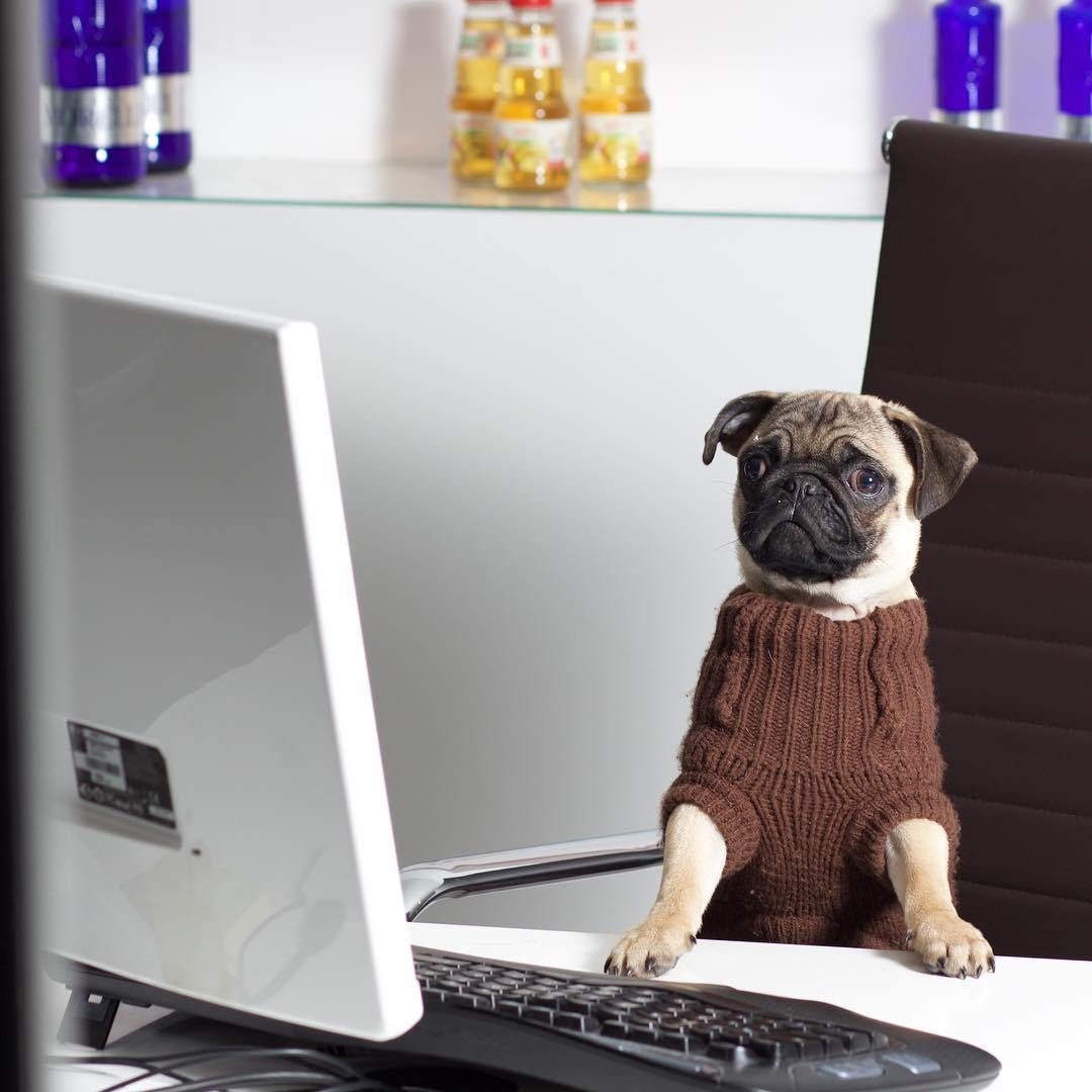 Amikor az irodakutya áteszi az irányítást