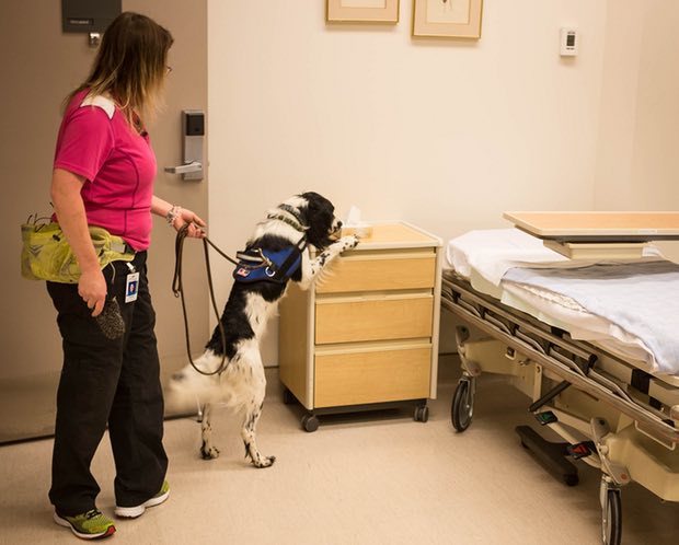 A spániel munka közben  - minden részletet átvizsgál kitűnő orrával