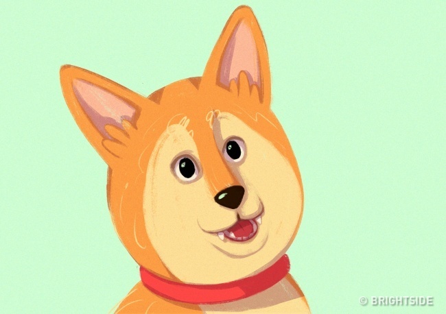 Előre álló, figyelő fülek