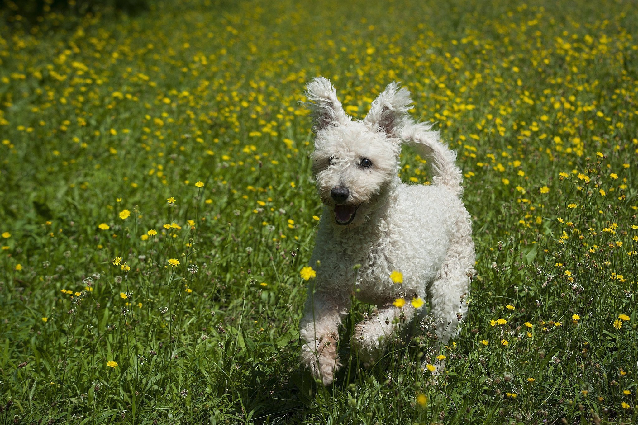 A pumi egy vidám, nagy munkabírású kutyafajta