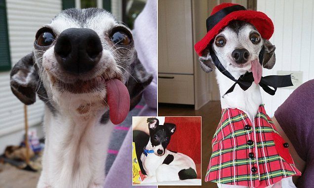 Zappa, a kis olasz agár - lógó nyelvével az internet sztárja lett