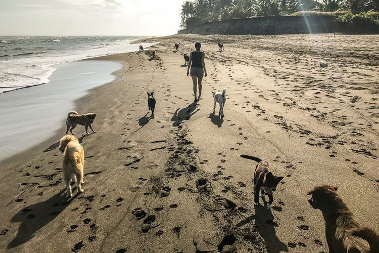 Sok letelepülő a kóbor kutyák közül fogad be