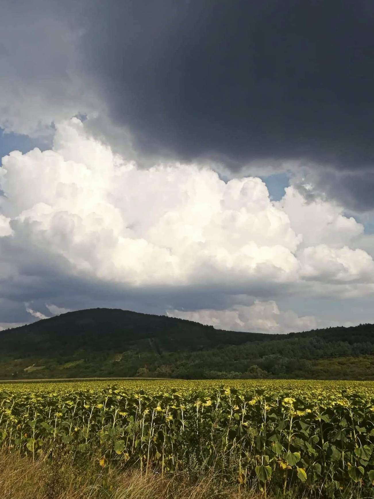 Gyönyörű természeti környezetben sétálhatunk kutyánkkal