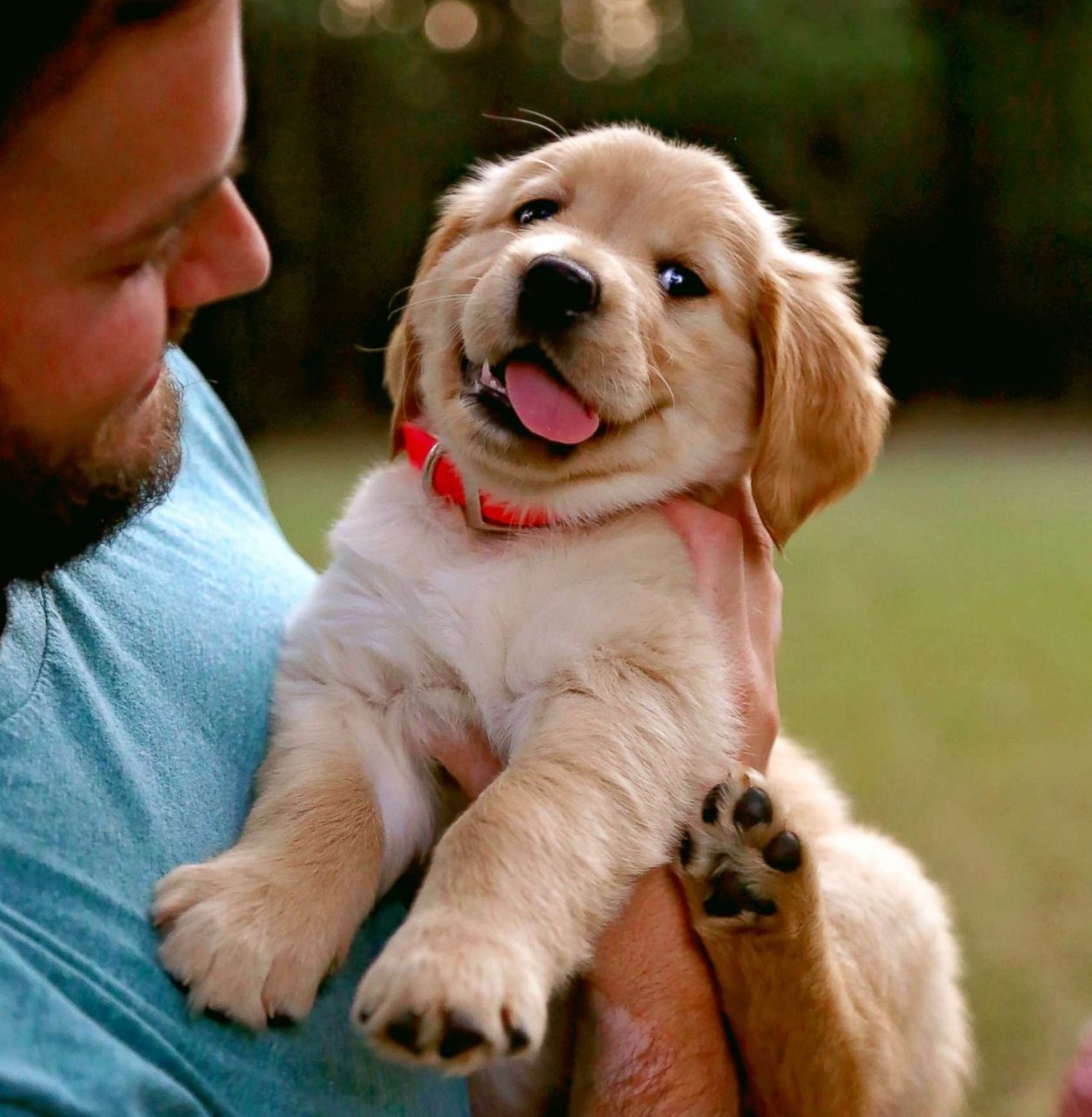 Golden retriever kölyök - igazi kis szeretetgombóc