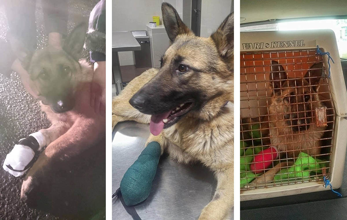 Éve, a petárda miatt megsérült németjuhász