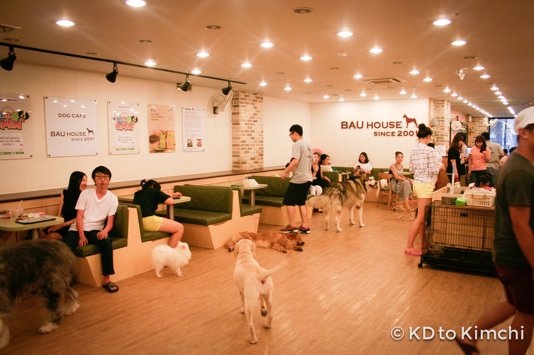 bau haus dog cafe