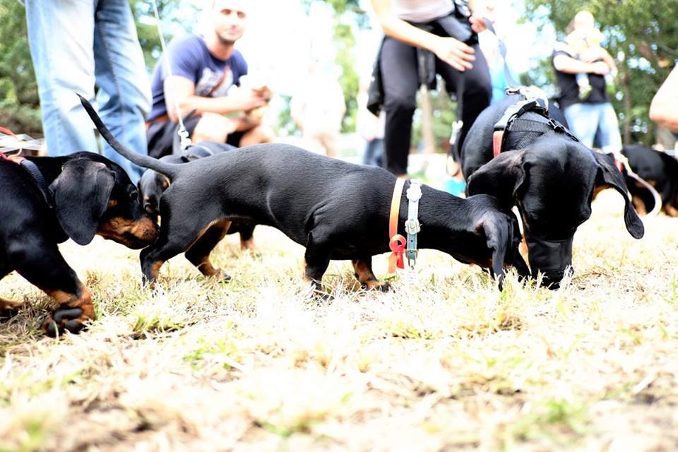 Közös szaglászás a II. Tacskó Találkozón