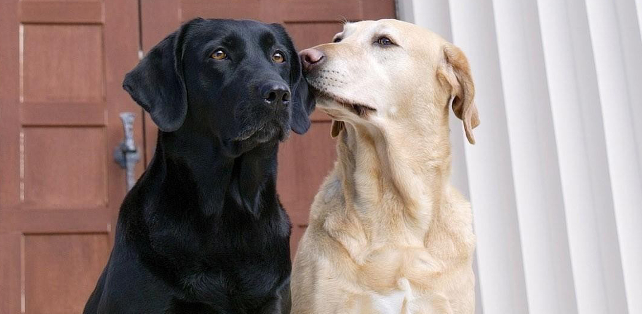 Eltűnt két labrador Somogy megyében - a kép illusztráció
