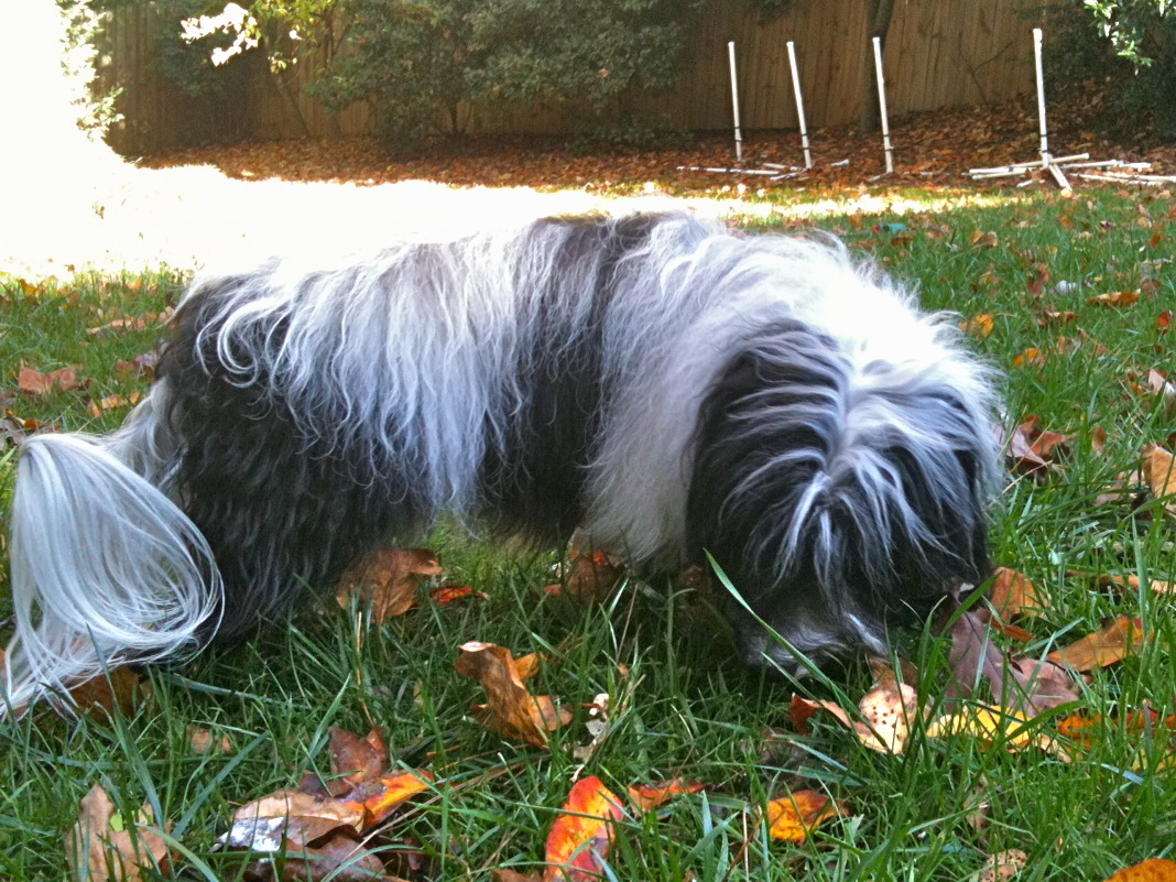 Ízletes és magas a rosttartalma