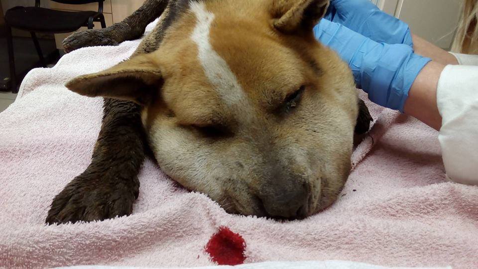 Fülöp minden nap átesik a sebkezelésen