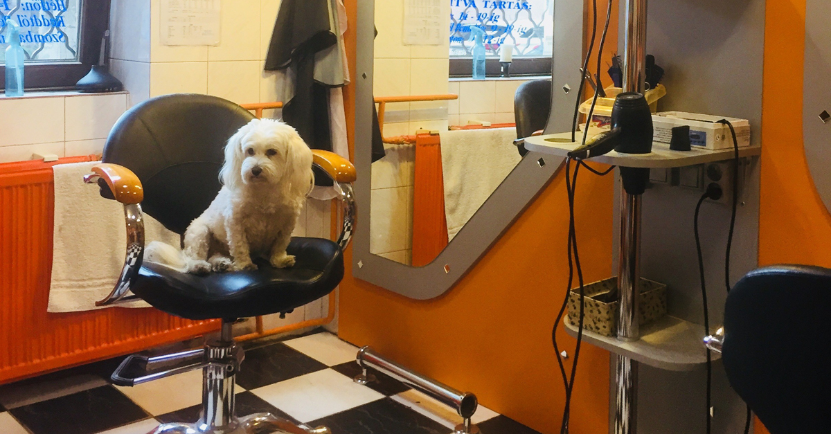 Kutyabarát Szépség Sziget