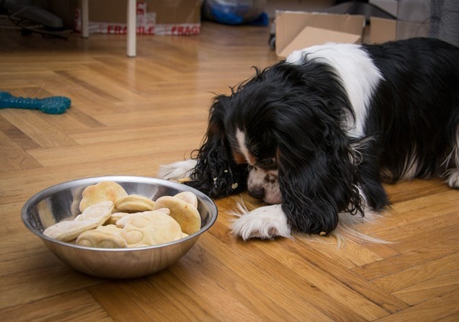 Egyszerű és gyors saját készítésű kutyakeksz