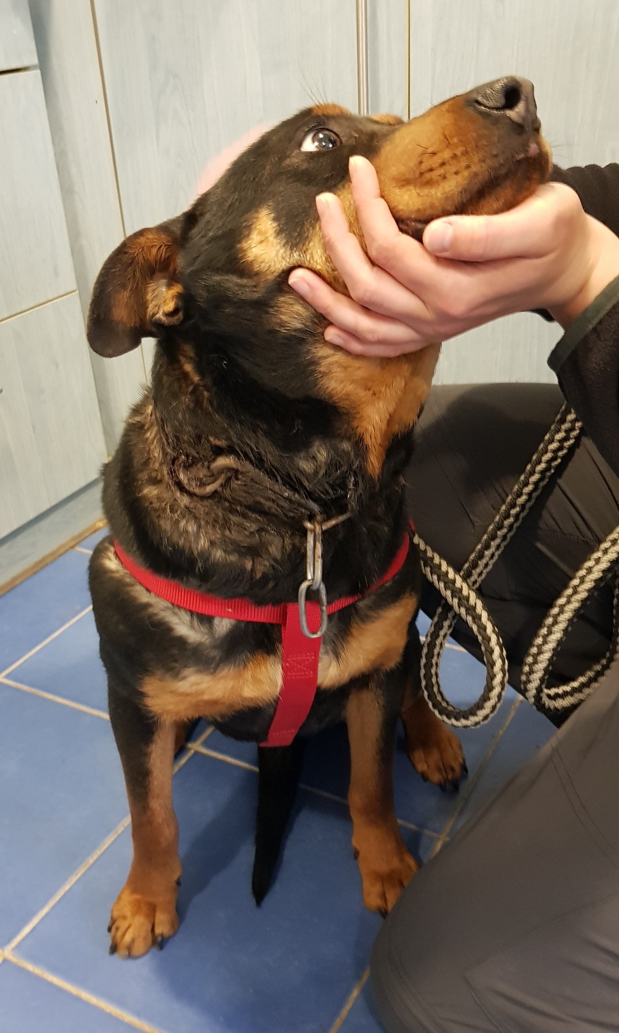 Isaura nyakába nem csak bevágott, egy részen be is nőtt a túl soros lánc