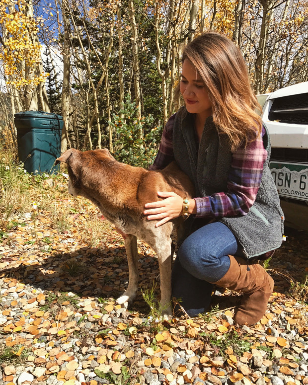 A hölgy kitartásának hála megtalálták az idős kutyát 