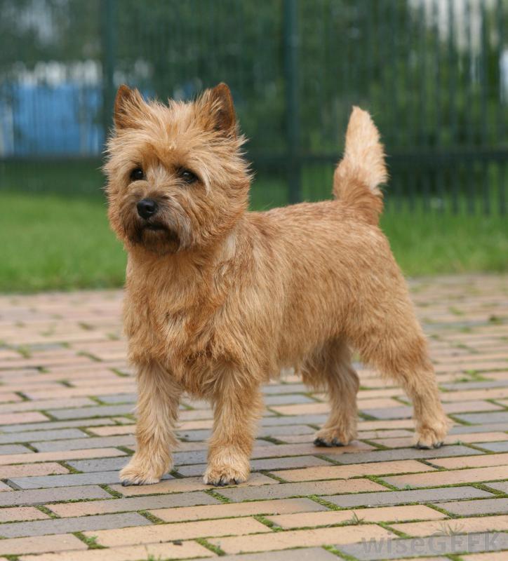 Hipoallergén kutyafajta - Cairn terrier