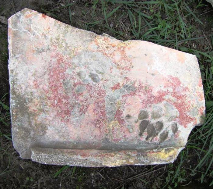 Téglatöredéken is látszik a kutya lábnyoma