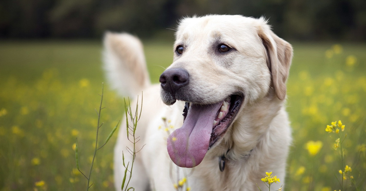 Réten, erdőben, de akár a városban is összeszedheti akár a kutya, akár a gazdi a kullancsot