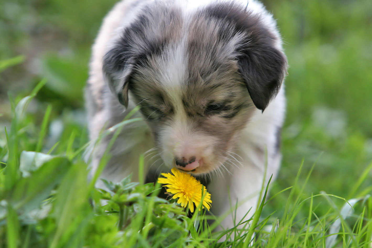 A kutyák már kölyökkorban is orrukkal fedezik fel a világot