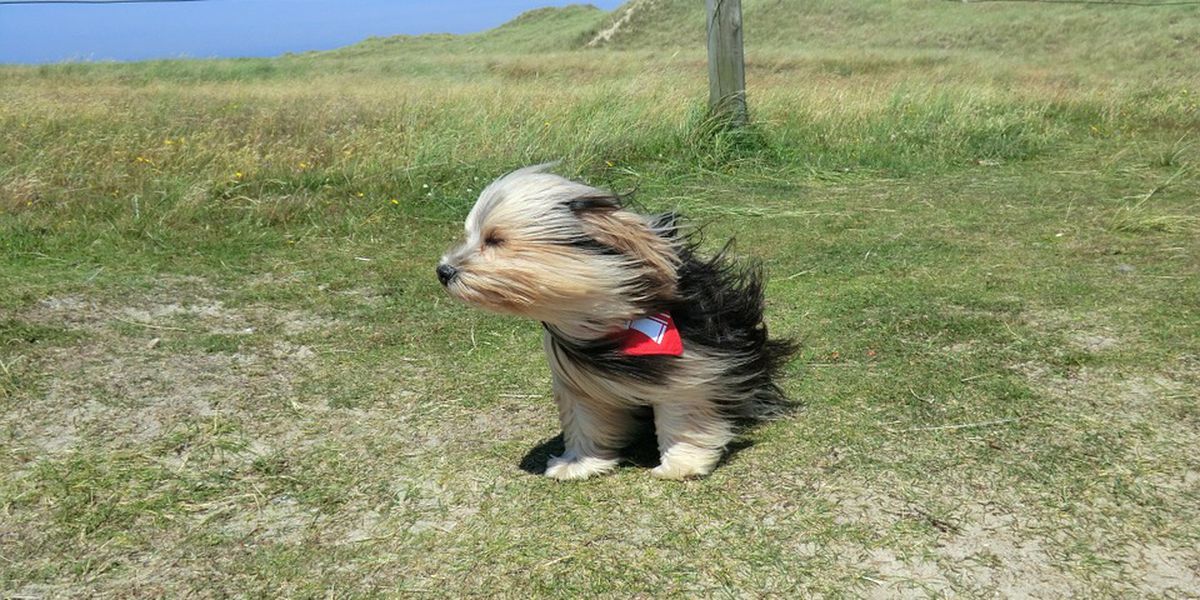 A séta nem maradhat el, legyen bármilyen az időjárás! Az erős szélben próbáljunk sík terepet keresni, az erdei ösvények veszélyesek!
