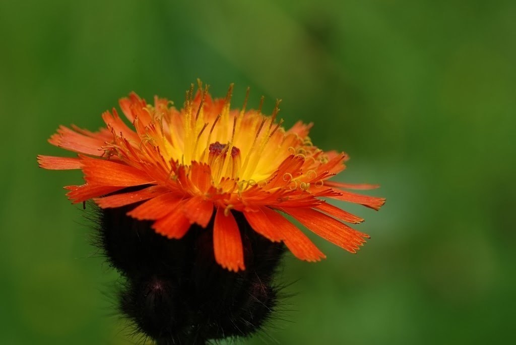A rezes hölgymált fogják keresni a kutyák