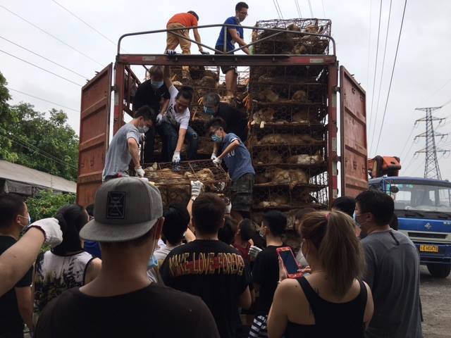 Minden idők legnagyobb állatmentése Kínában