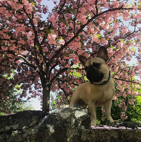 @zsebidelafleur @zsebidelafleur