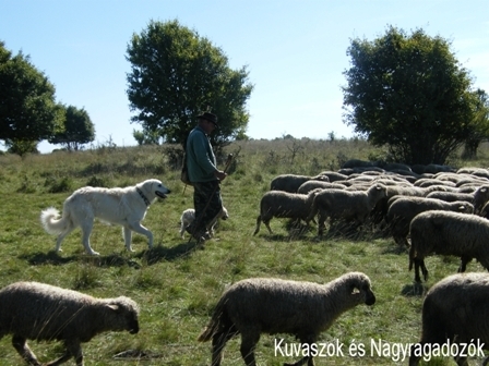 A Kuvasz jelene