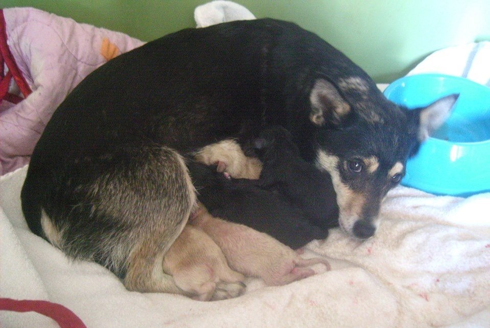 Rézi és kölykei már biztonságban vannak