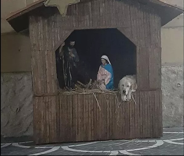 Betlehemi jászolban keresett menedéket a kóbor kutya