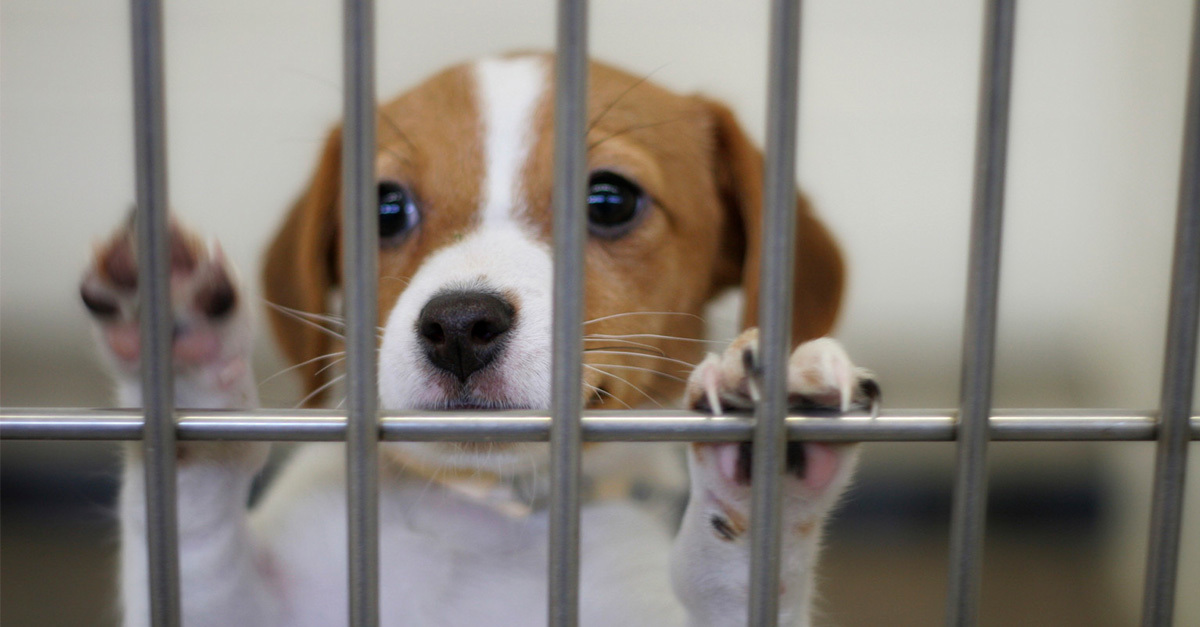 Kölyök vagy felnőtt kutyát fogadnál inkább örökbe?