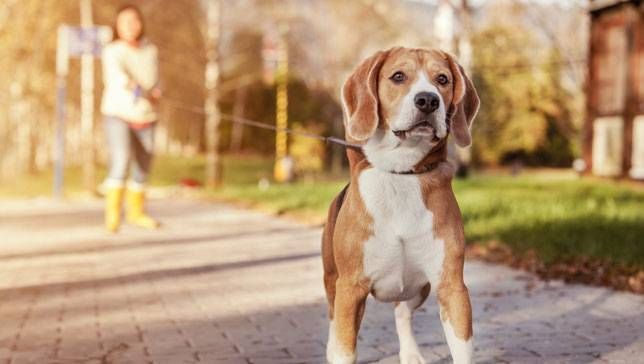 Nagyobb biztonságban érezheti magát a Gazdi is - és a környéken élők is