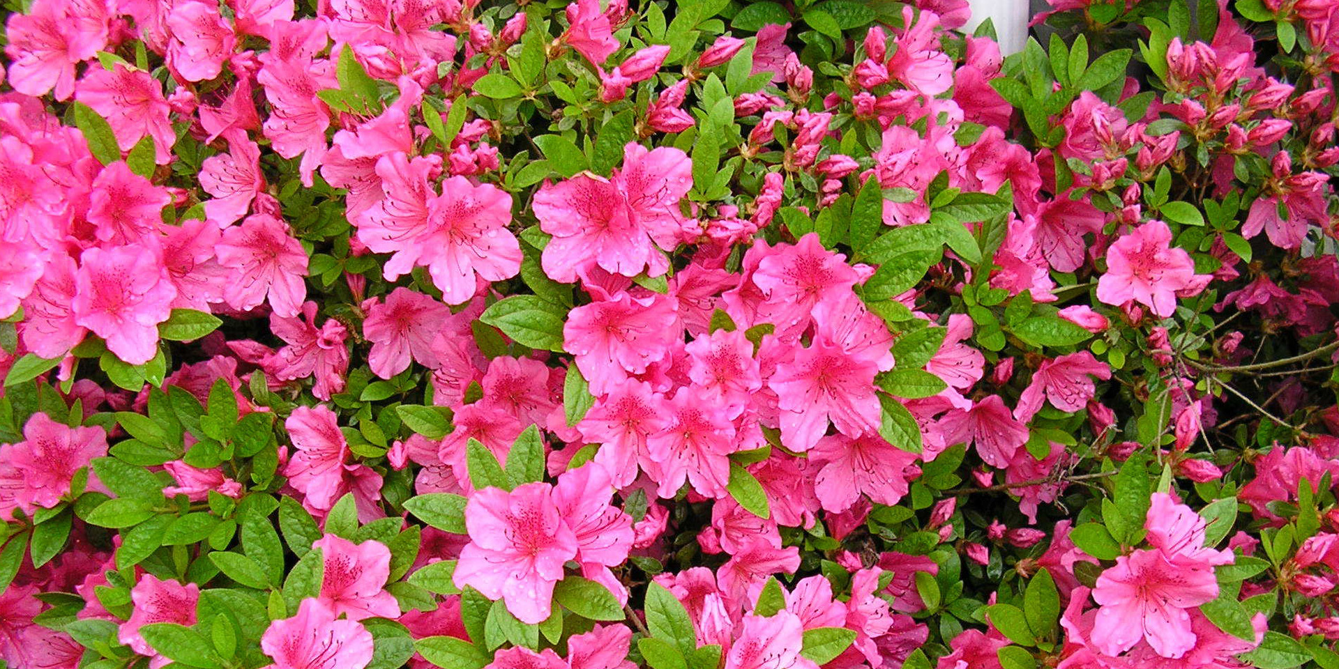 Gyönyörű, de veszélyes