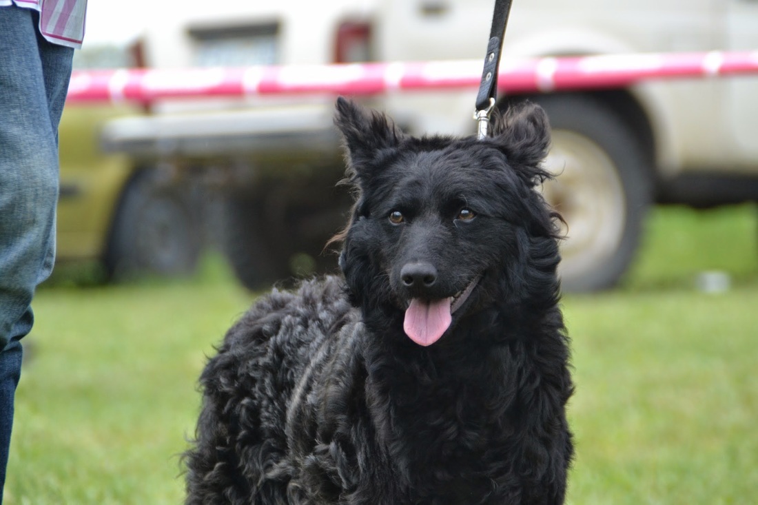 Az összes magyar pásztorkutya fajta képviselteti magát a találkozón