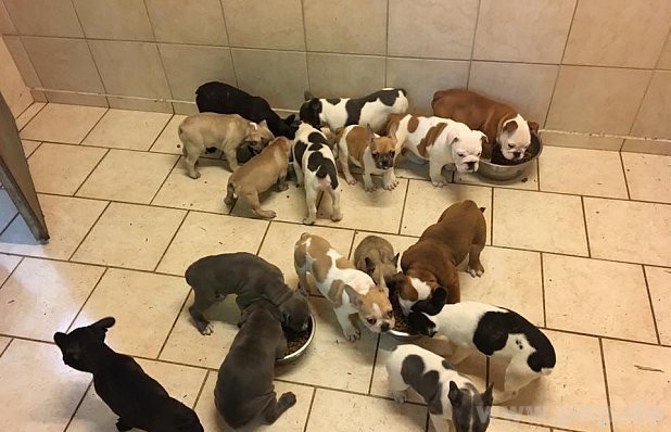 Kölyköket akartak Németországban eladni