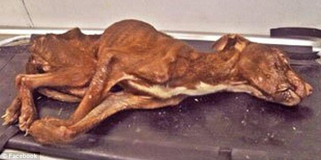 Csak a szeme mozgott