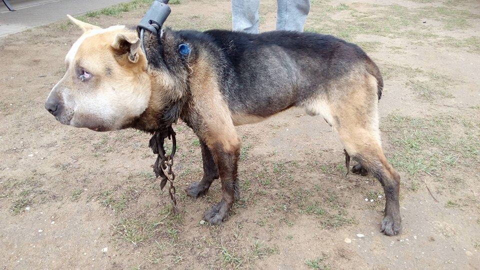 Elképzelhetetlen, milyen kínokat élhetett át a kutya