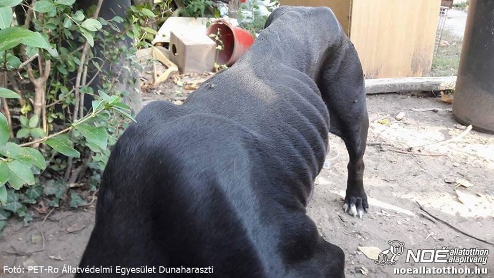 A cane corso szuka kórosan lesoványodott állapotban volt