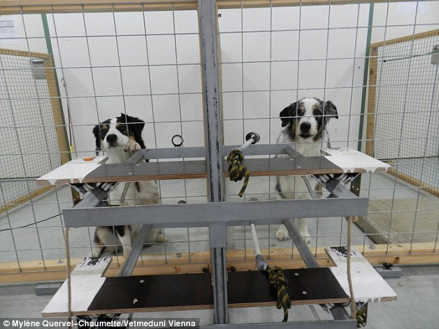 Proszociális viselkedés vizsgálata kutyáknál