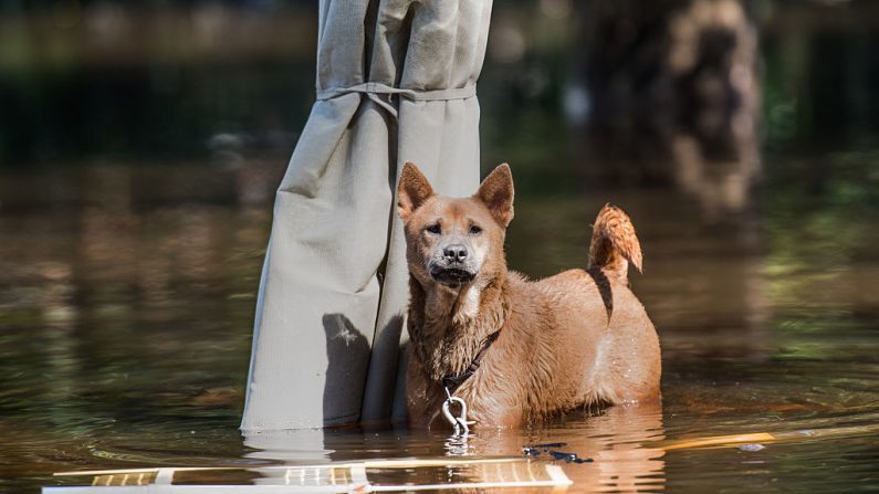 Harvey hurrikán - Láncravert kutya