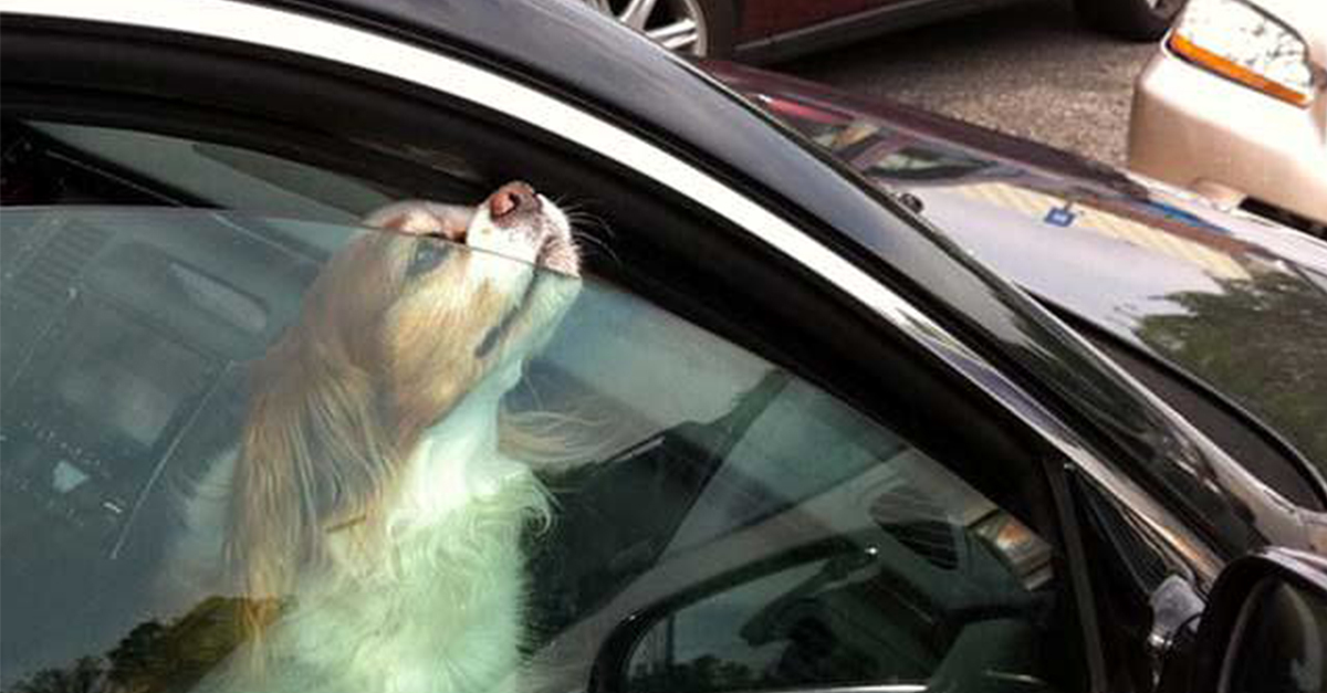 A lehúzott ablak sem segít sokat, ha a napon parkol az autó...