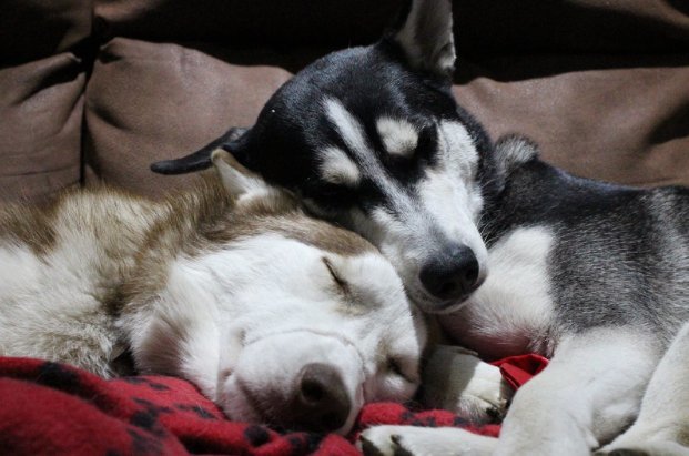 Patriot és egyik husky barátja