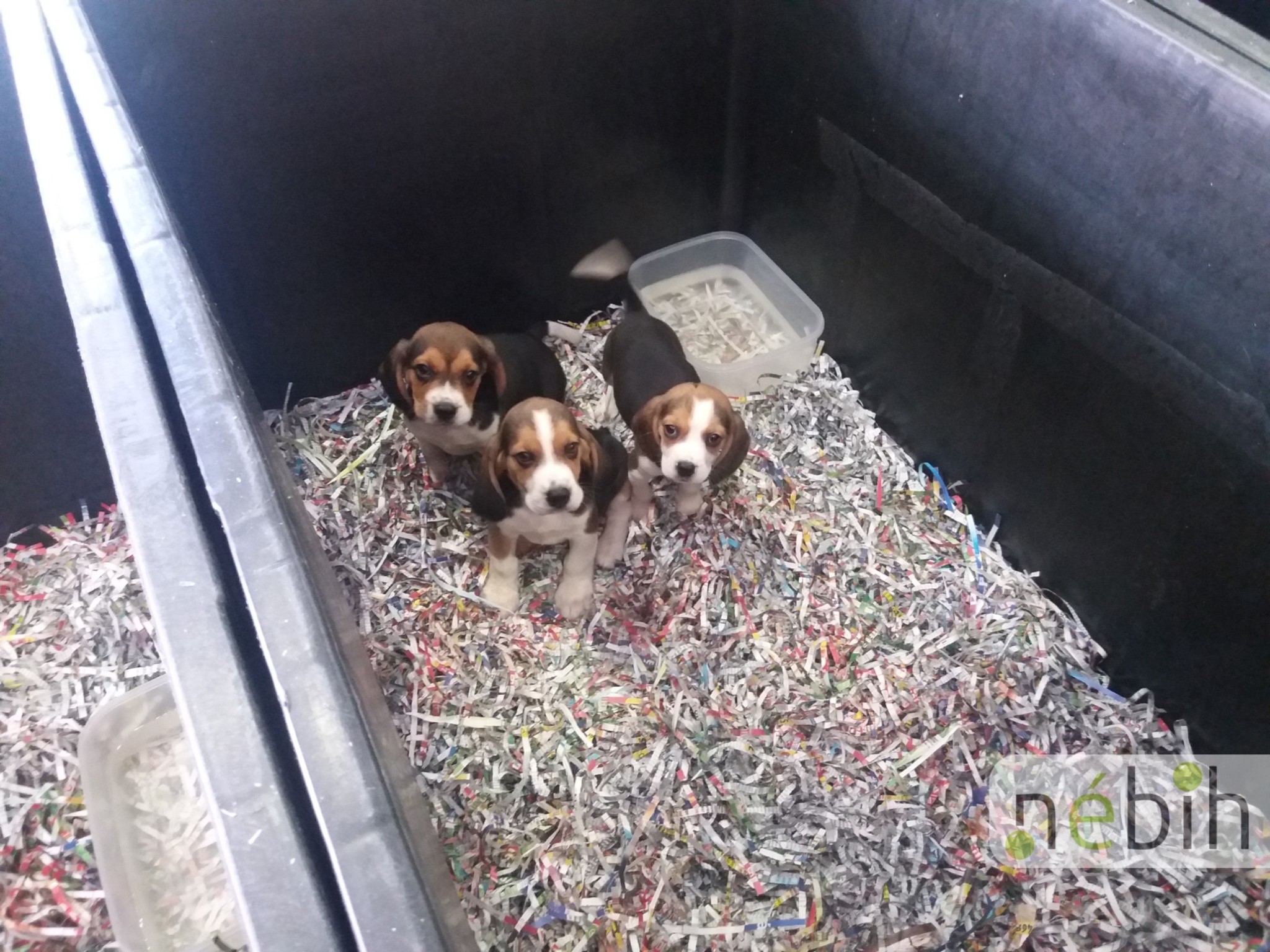 Sok kölyök még el sem érte a megfelelő kort