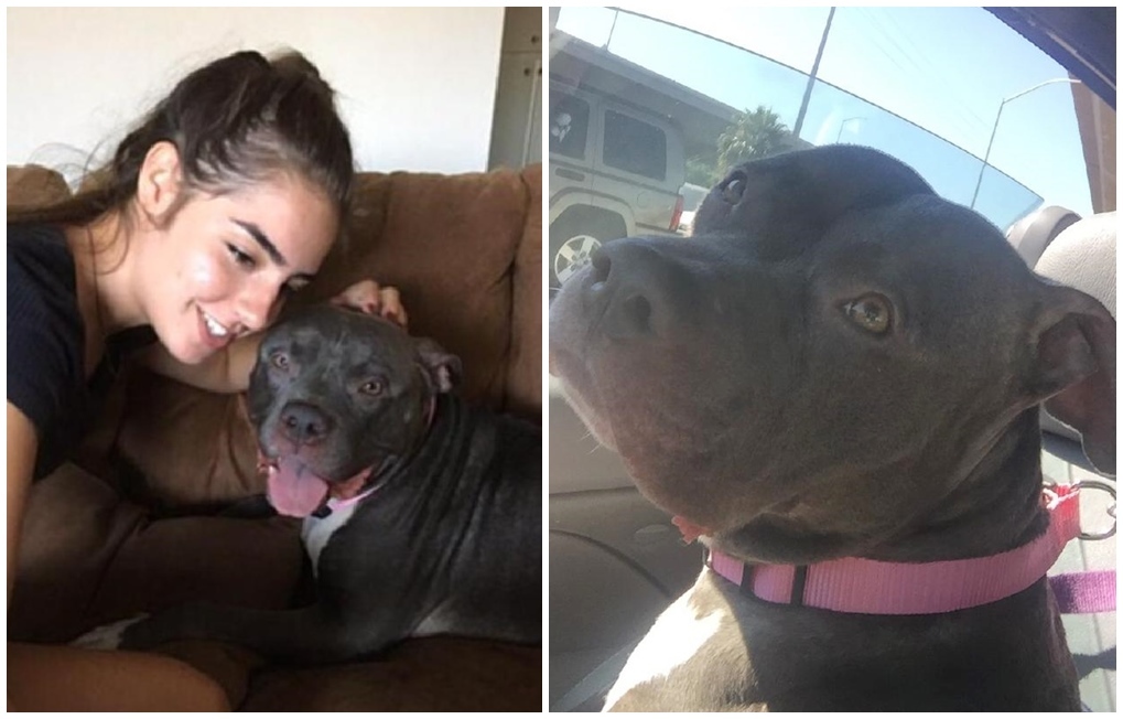 A pitbull és új gazdája