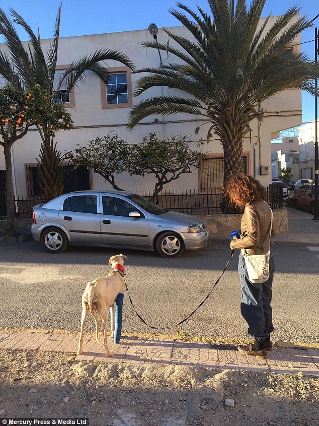 A sérült agár bicegve elvezette kölykeihez a megmentőit